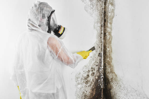 Best Professional Mold Removal  in Montalvin Manor, CA