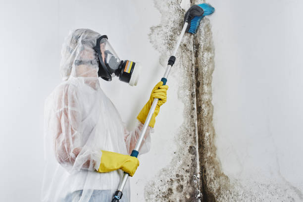 Best Same-Day Mold Removal  in Montalvin Manor, CA
