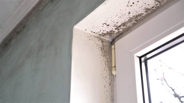 Best Mold Testing  in Montalvin Manor, CA