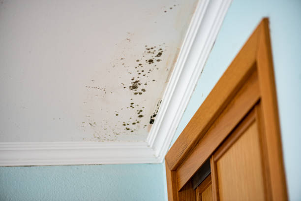 Best Fast Mold Removal  in Montalvin Manor, CA