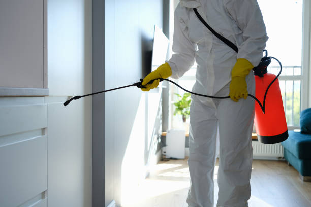 Best Attic Mold Removal  in Montalvin Manor, CA