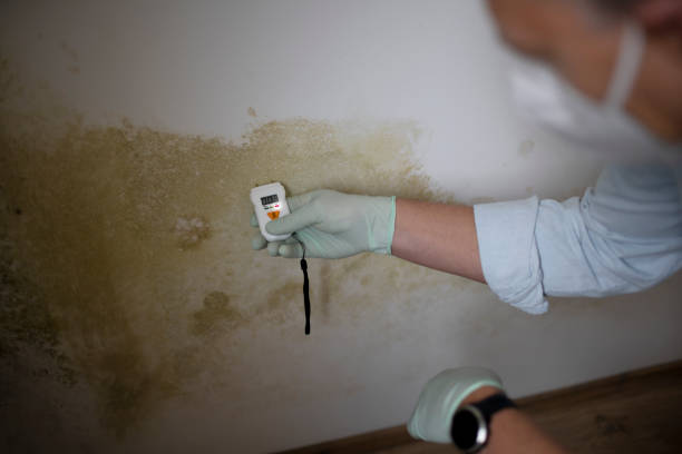 Mold Testing and Removal in Montalvin Manor, CA