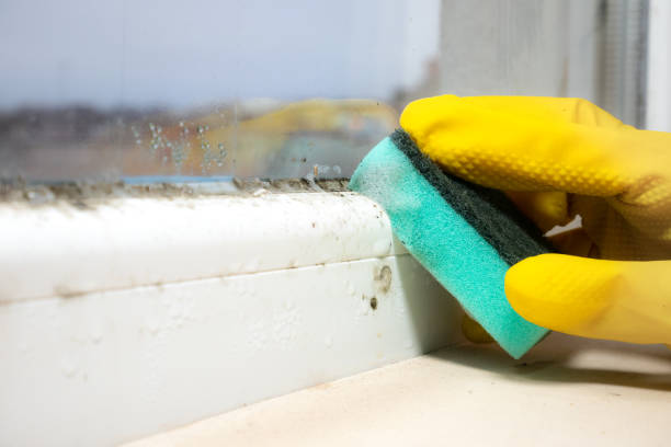 Best Mold Remediation  in Montalvin Manor, CA