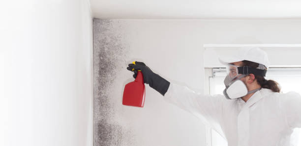 Best Home Mold Removal  in Montalvin Manor, CA