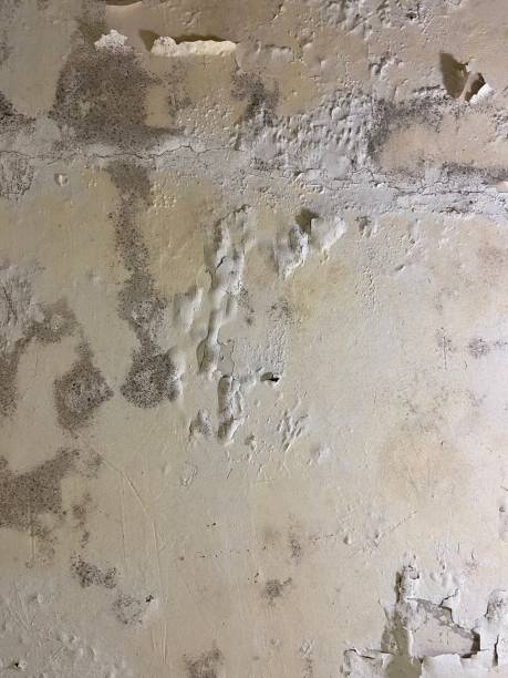 Best Mold Testing and Removal  in Montalvin Manor, CA