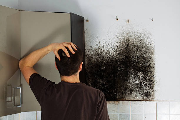 Best Mold Cleaning Services  in Montalvin Manor, CA
