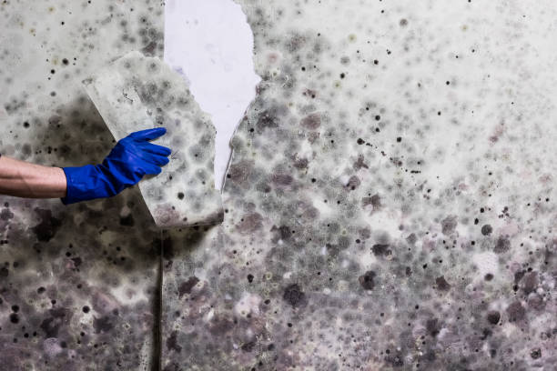 Best Emergency Mold Removal  in Montalvin Manor, CA