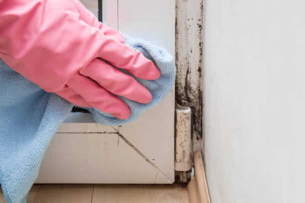 Best Certified Mold Removal  in Montalvin Manor, CA
