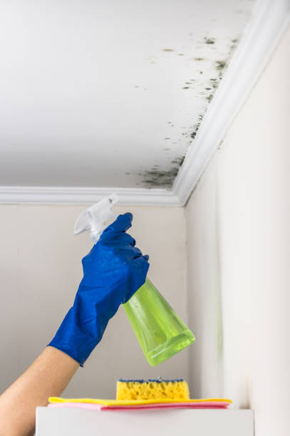 Best Residential Mold Removal  in Montalvin Manor, CA